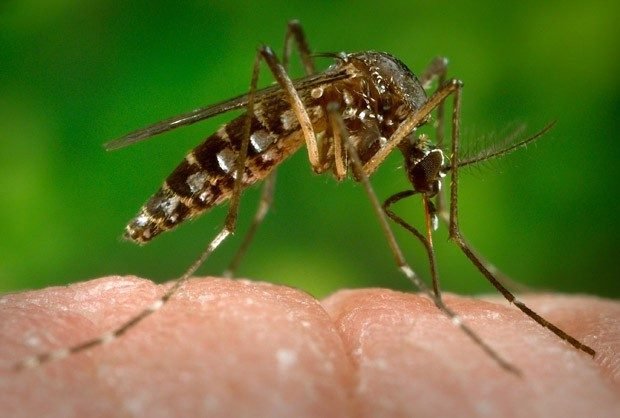 Veja as 6 perguntas mais frequentes sobre o Zika Vírus: