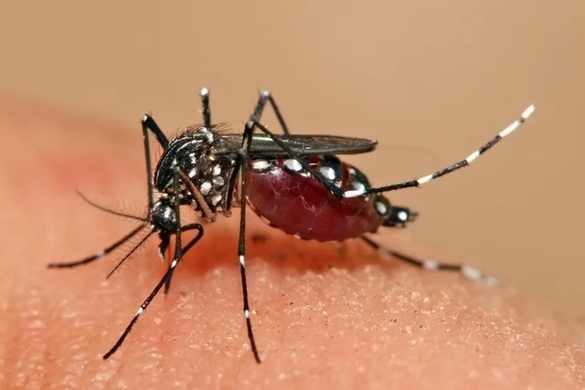 Dengue