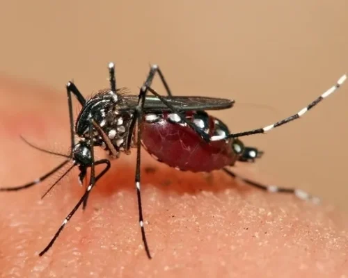 dengue_63752_l Dengue